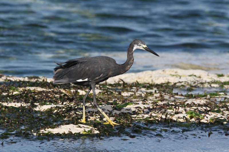 Details : Dimorphic Egret - BirdGuides