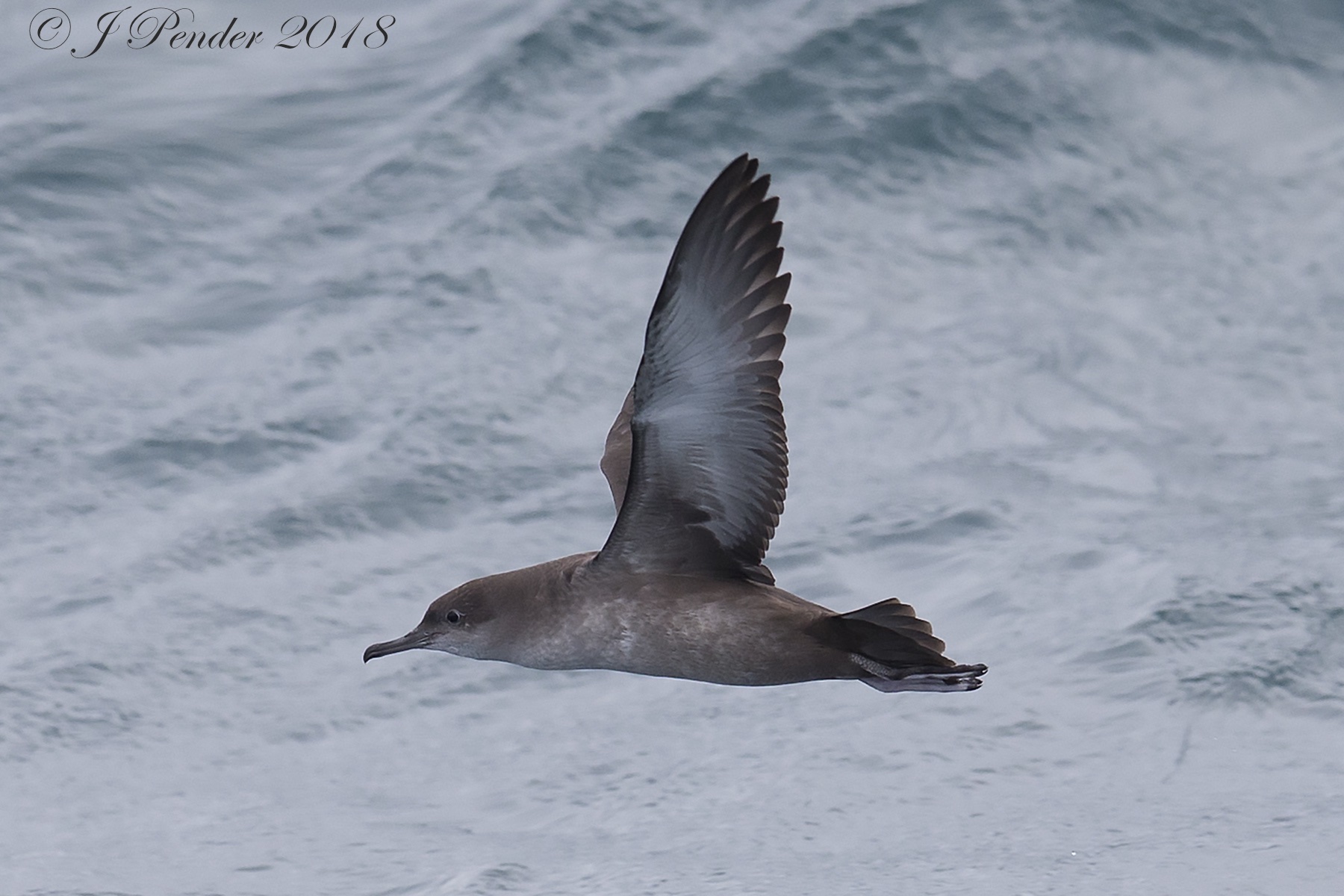 Details Balearic Shearwater BirdGuides