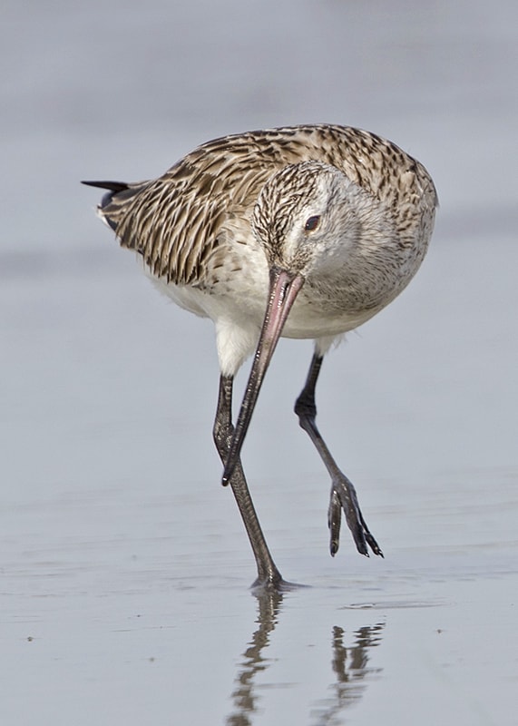 Black-tailed godwit iucn picture