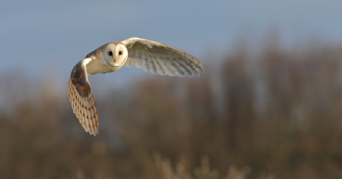 New initiative to reduce Barn Owl road casualties - Vimarsana News