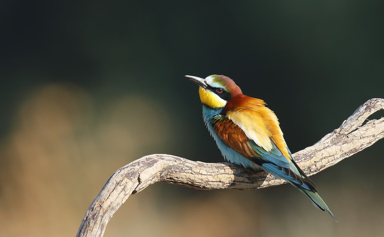European Beeeater by Tony Davison BirdGuides