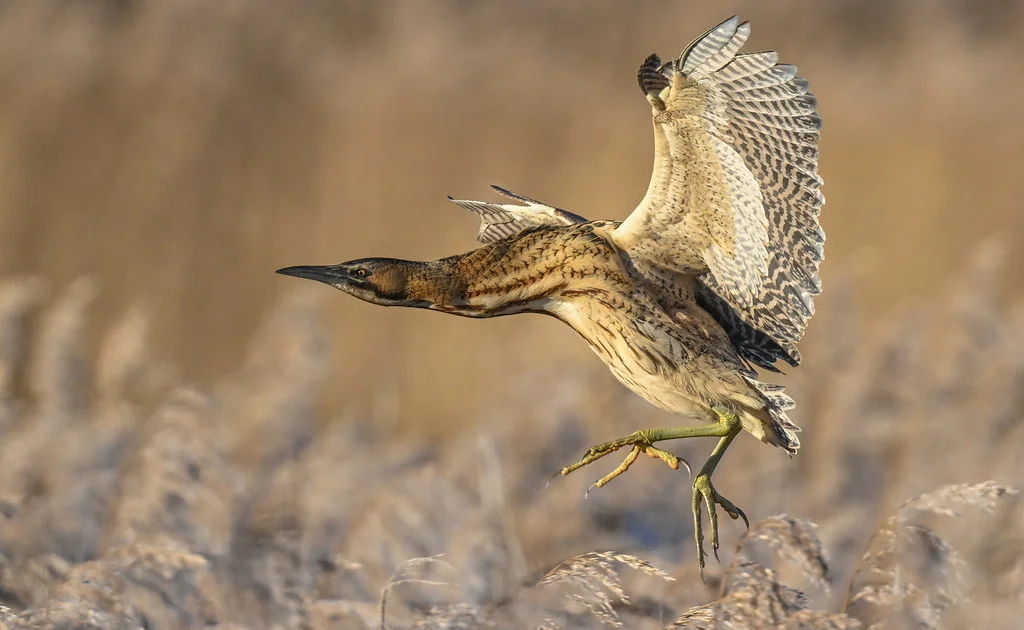 RSPB survey confirms bittern is spreading north - BirdGuides