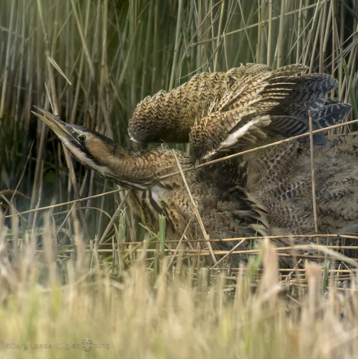 Eurasian Bittern by Gary Loader - BirdGuides