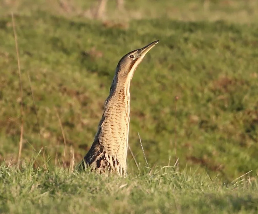 Eurasian Bittern by Chris Bond - BirdGuides