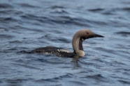Details Black throated Diver BirdGuides