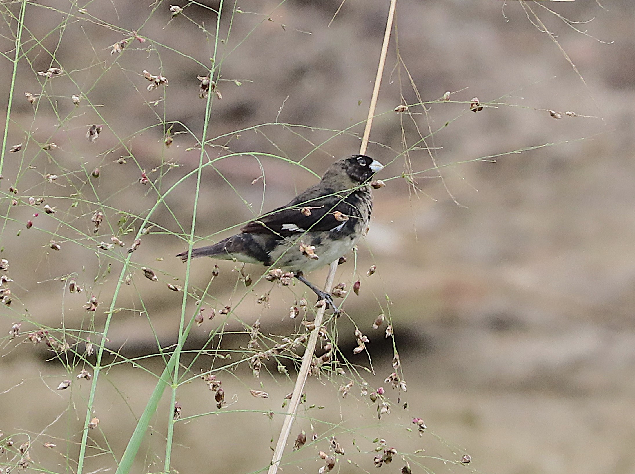 Details : Black-and-white Seedeater - BirdGuides