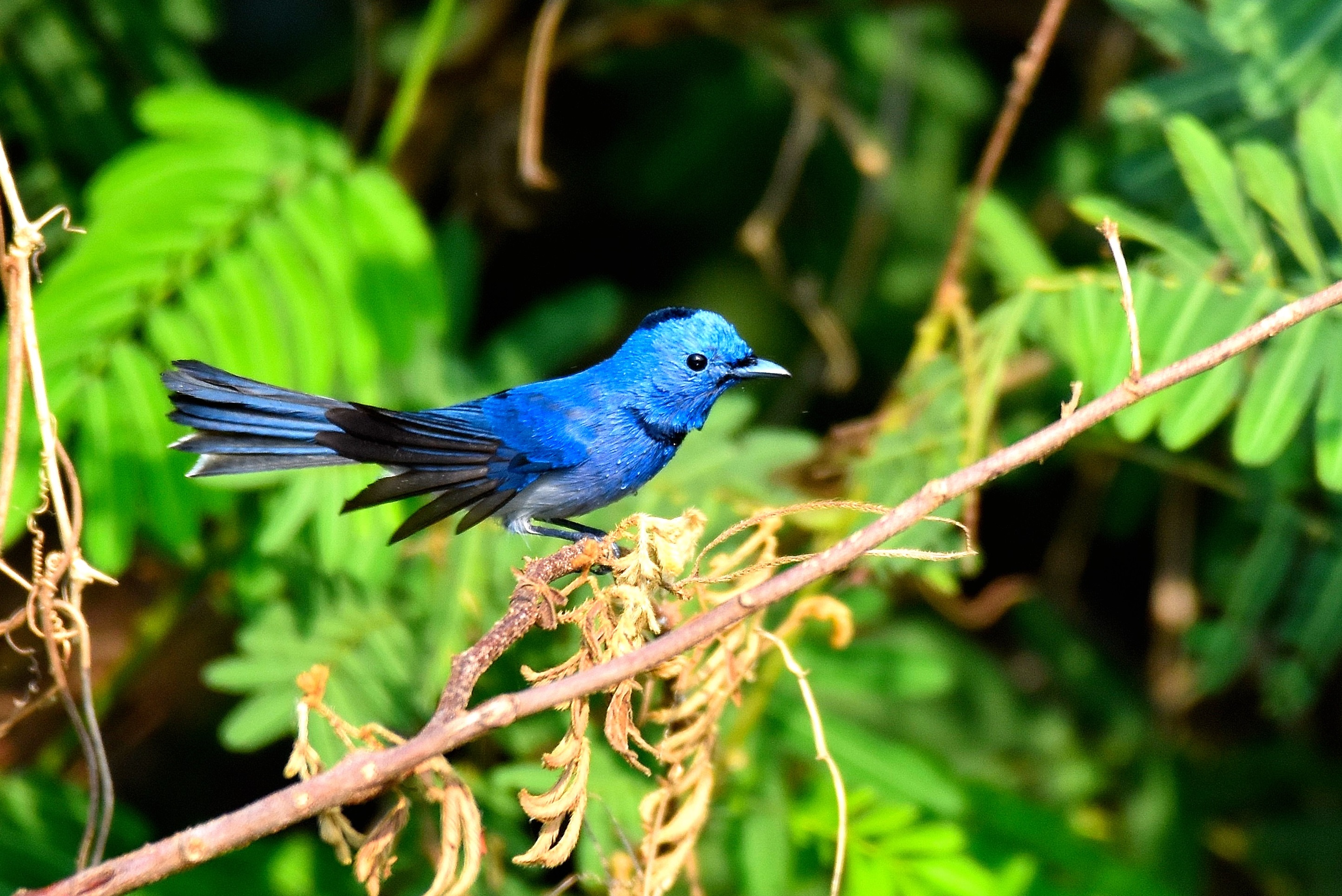 Black-naped Monarch by Lukasz Pulawski - BirdGuides, image size:1617x1080