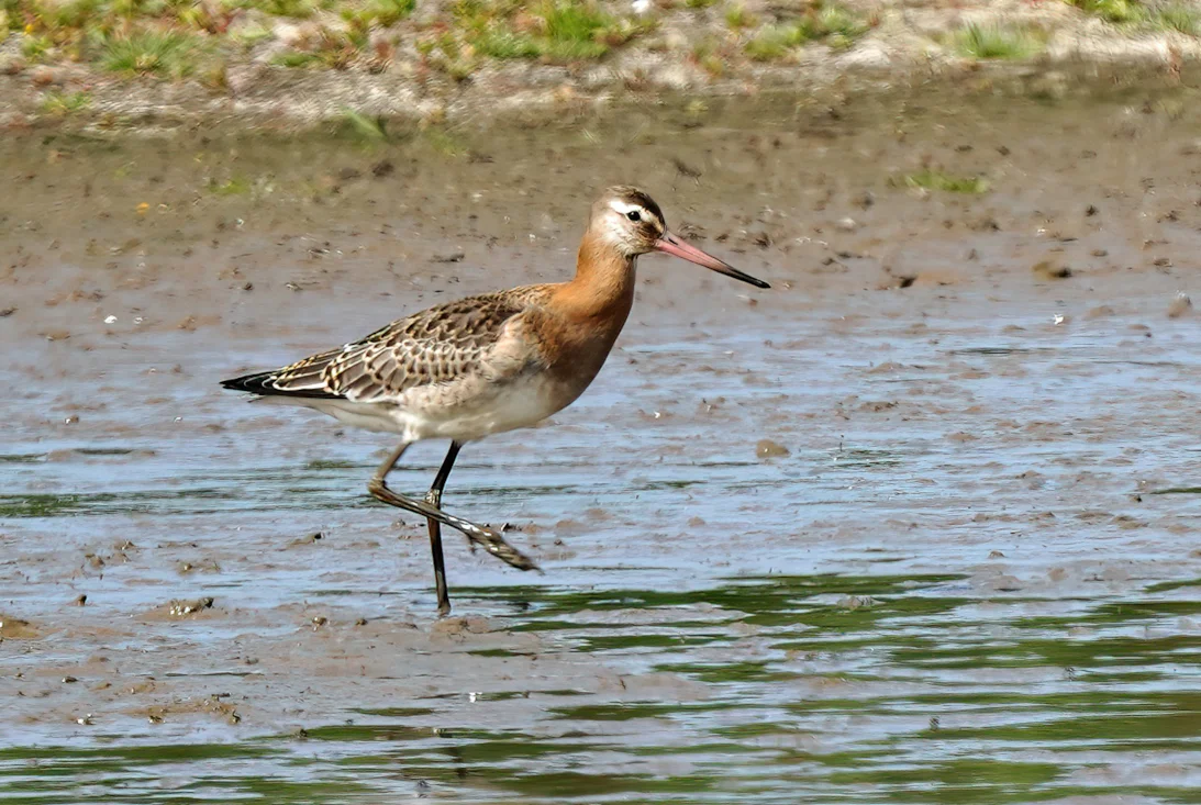Godwi Black-tailed Godwit by John Derick Elvidge - BirdGuides