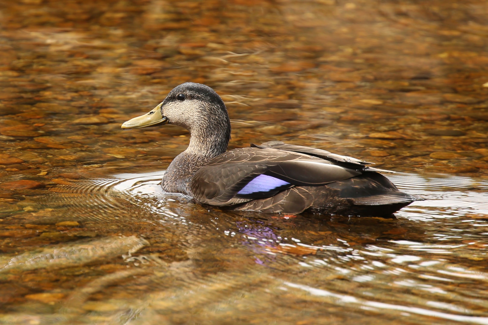 American Black Duck by Lee Gregory BirdGuides