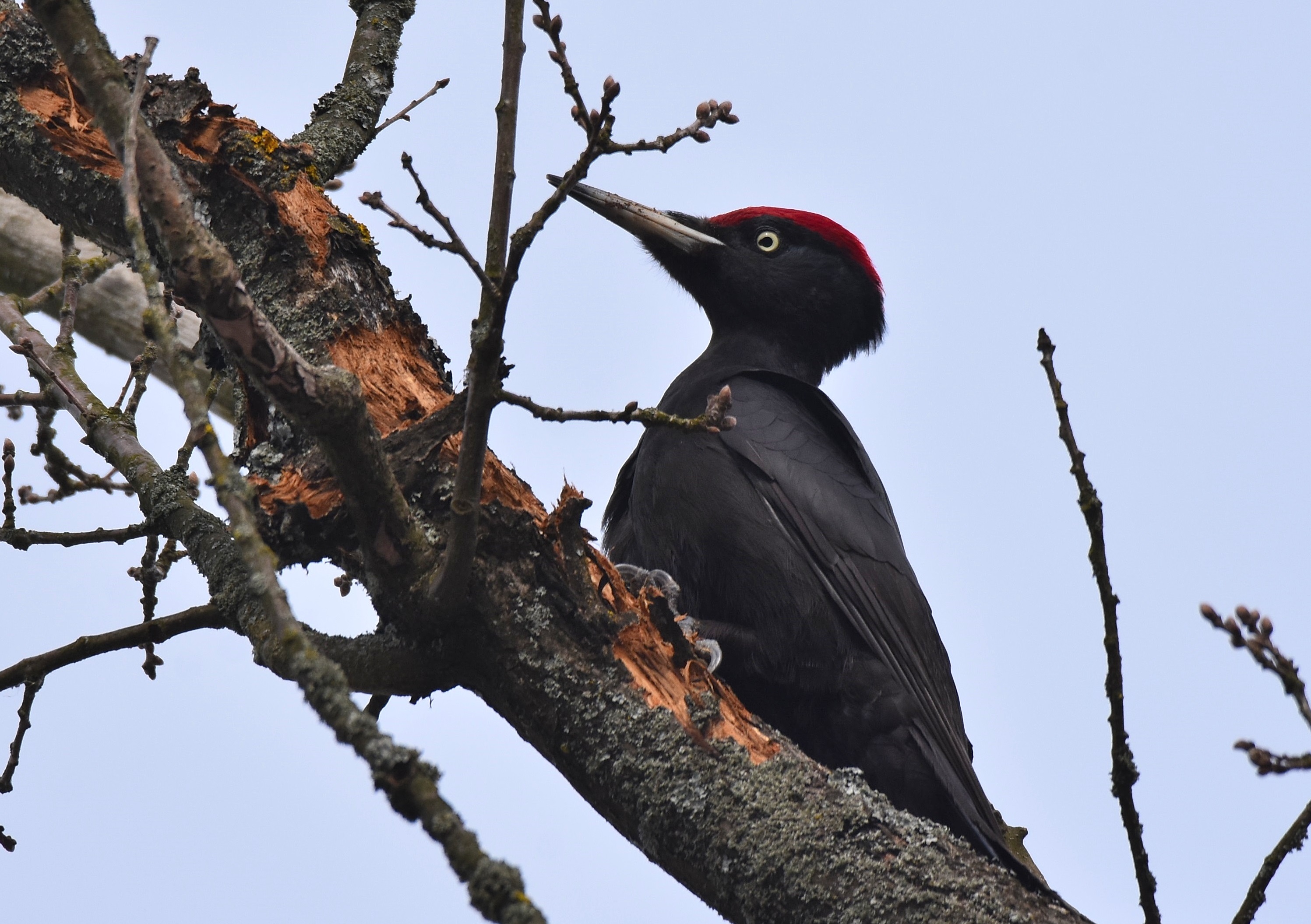 black woodpecker