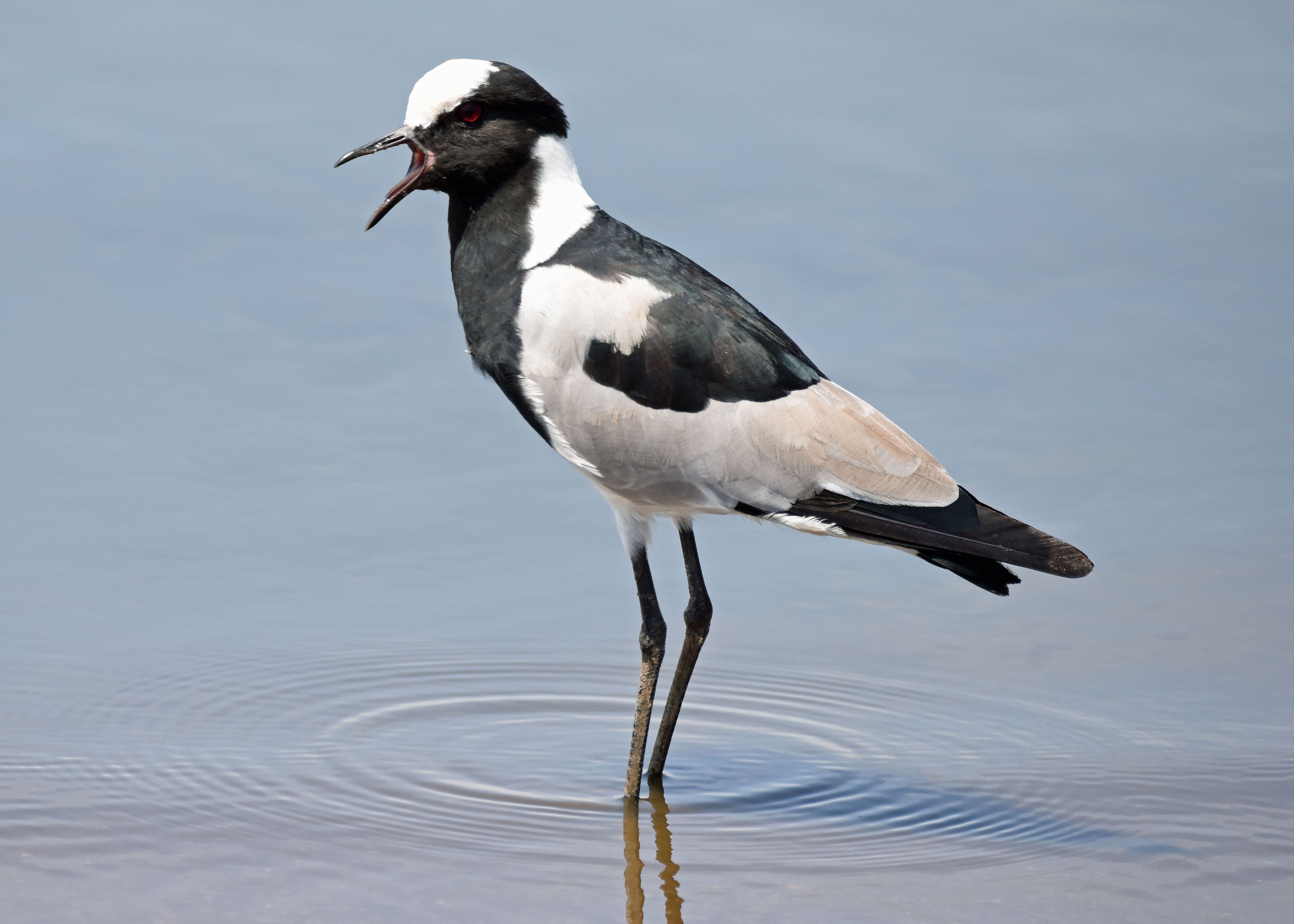 Details : Blacksmith Lapwing - BirdGuides