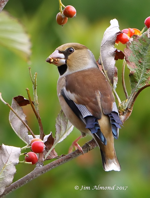 Photo of the Week: 4-10 October - BirdGuides