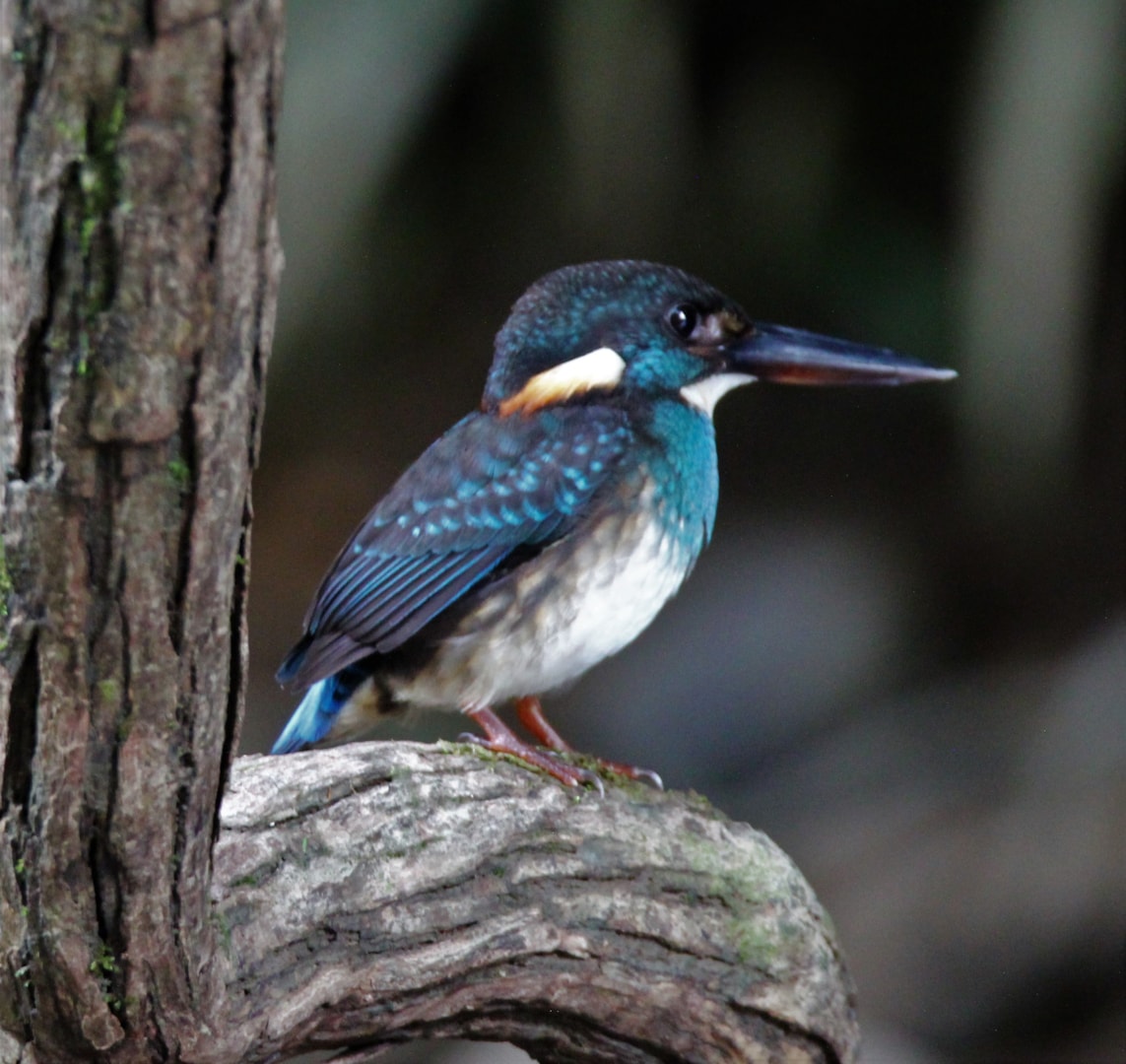 Blue-banded Kingfisher by Phil Ellis - BirdGuides