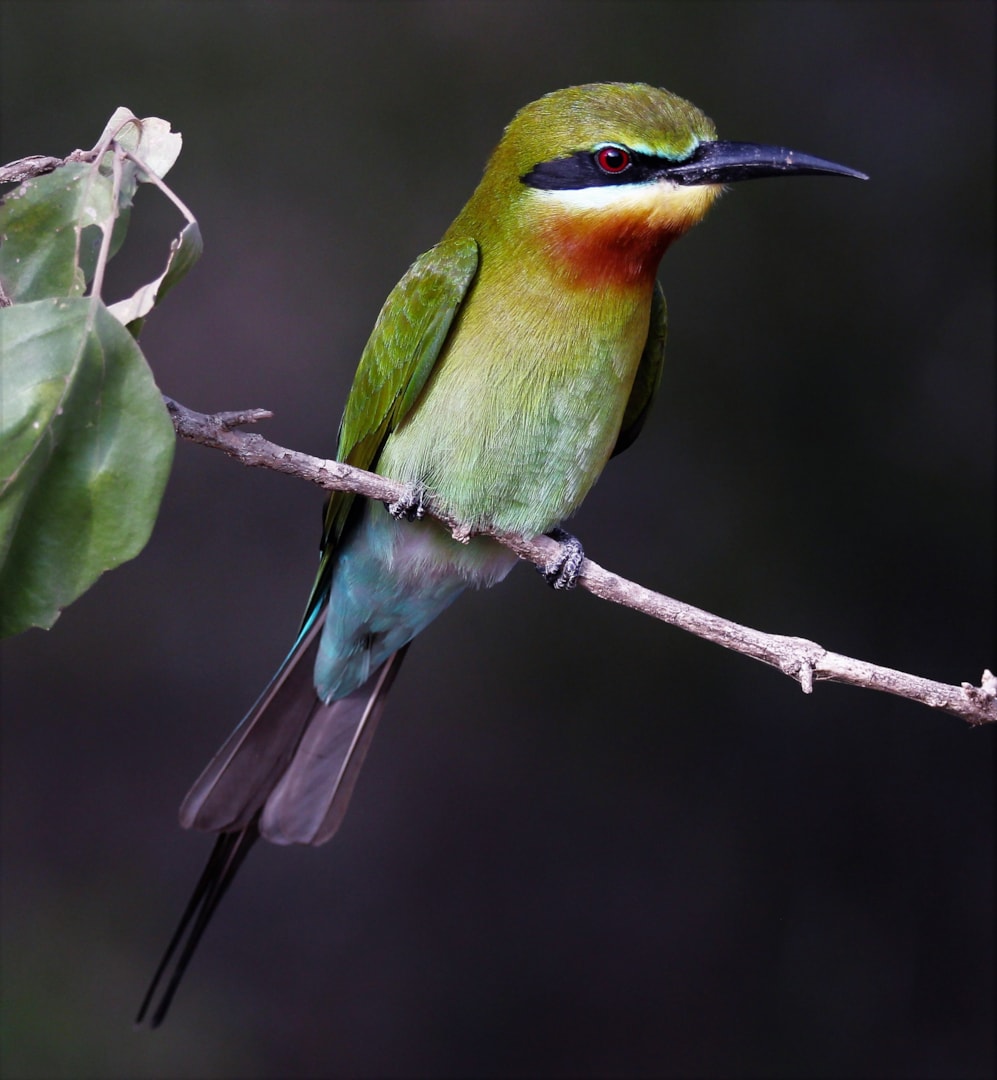 Blue-tailed Bee-eater by Phil Ellis - BirdGuides