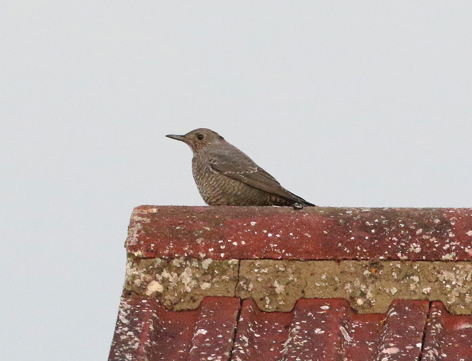 Rarity finders: Blue Rock Thrush in Norfolk - BirdGuides