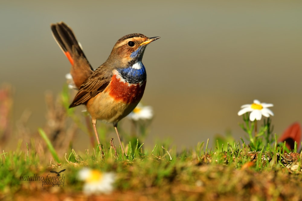 White-spotted Bluethroat elevated to British rarity status - BirdGuides