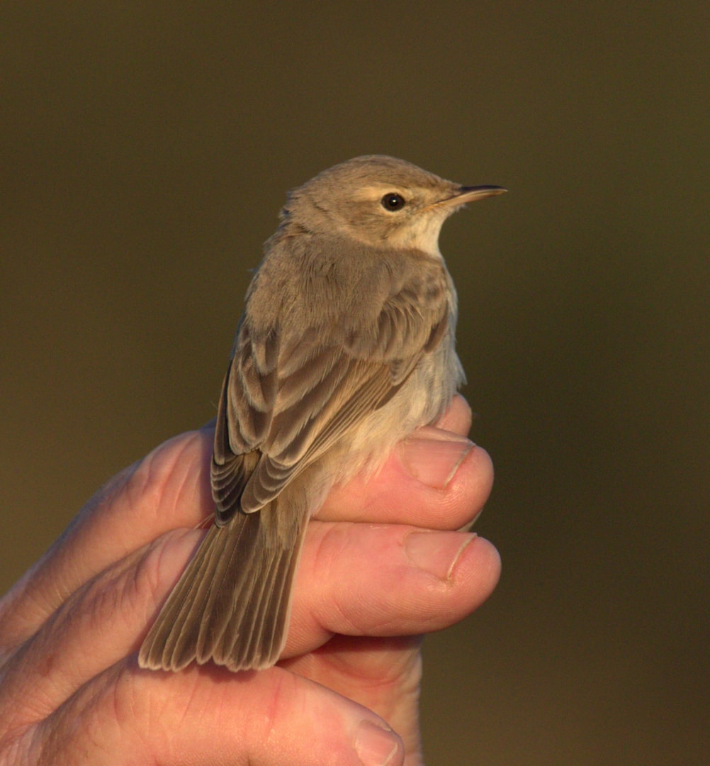 Booted Warbler by Micky Maher - BirdGuides