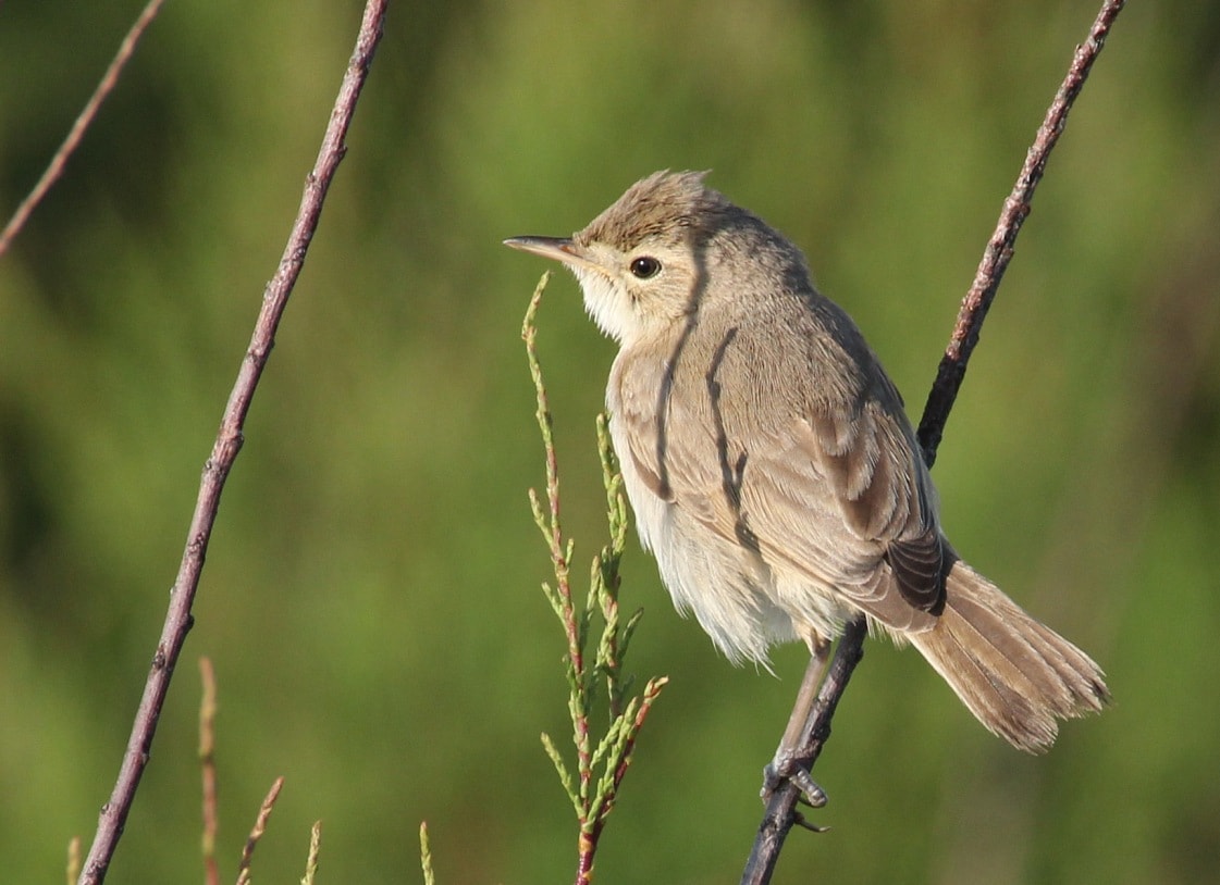 Booted Warbler by Andrew Easton - BirdGuides