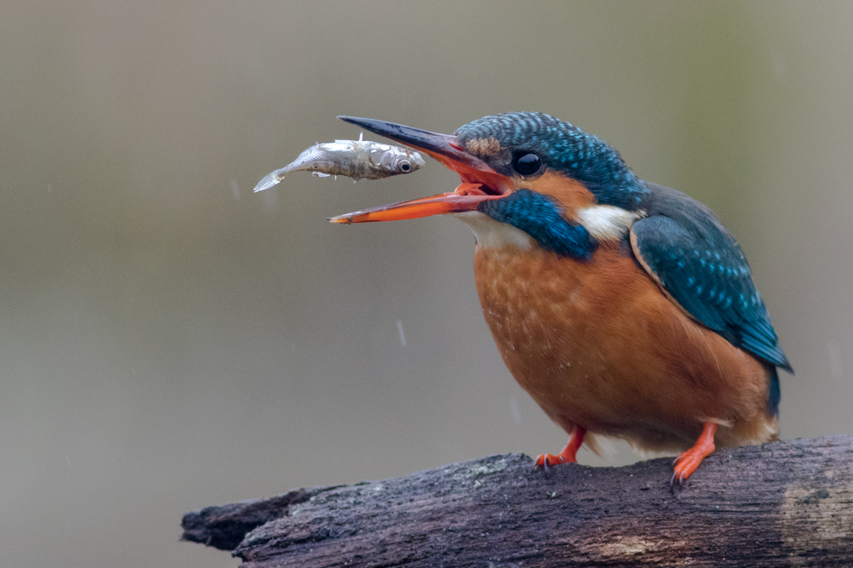 синичка лазоревка. сравни птиц. палестинская нектарница. навай птичка. птица похожая на воробья но меньше.