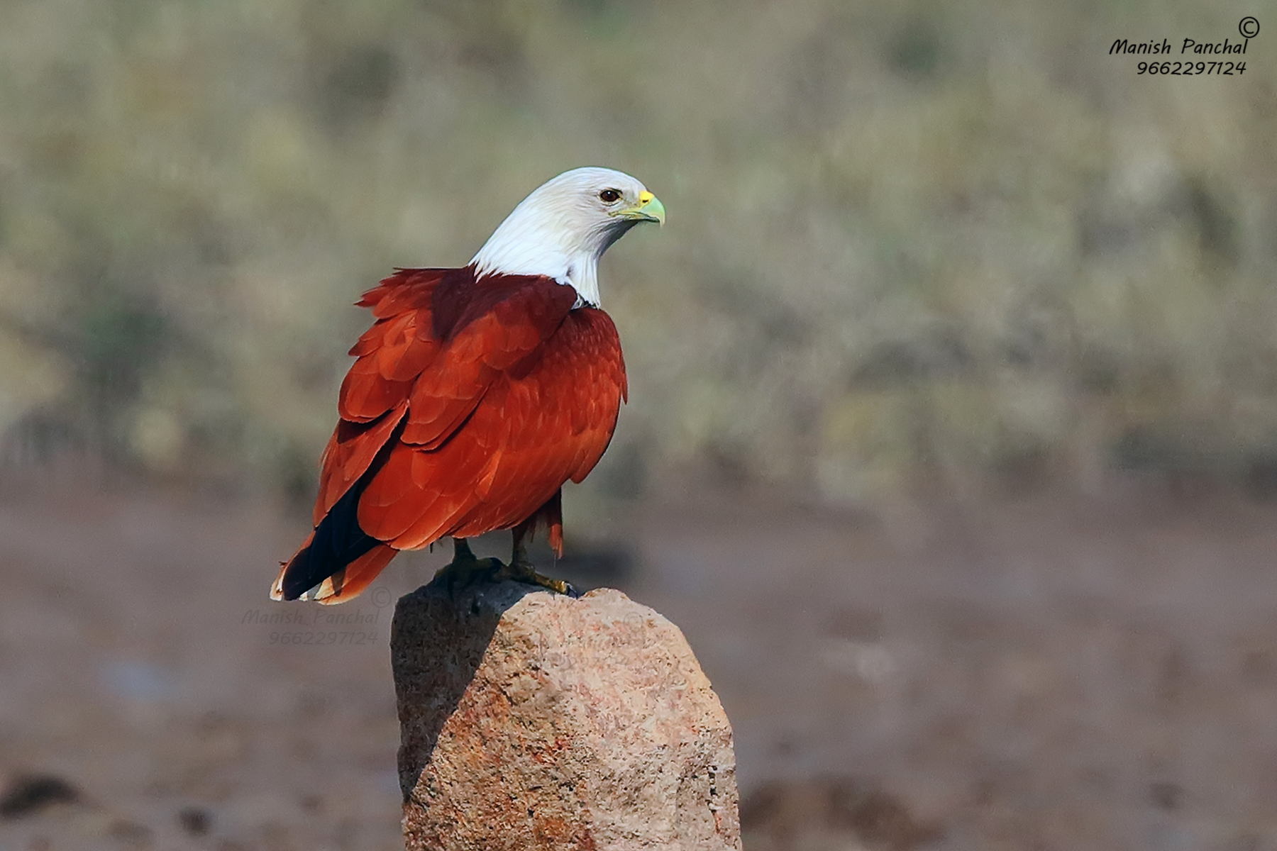 brahminy kite brahminy kite