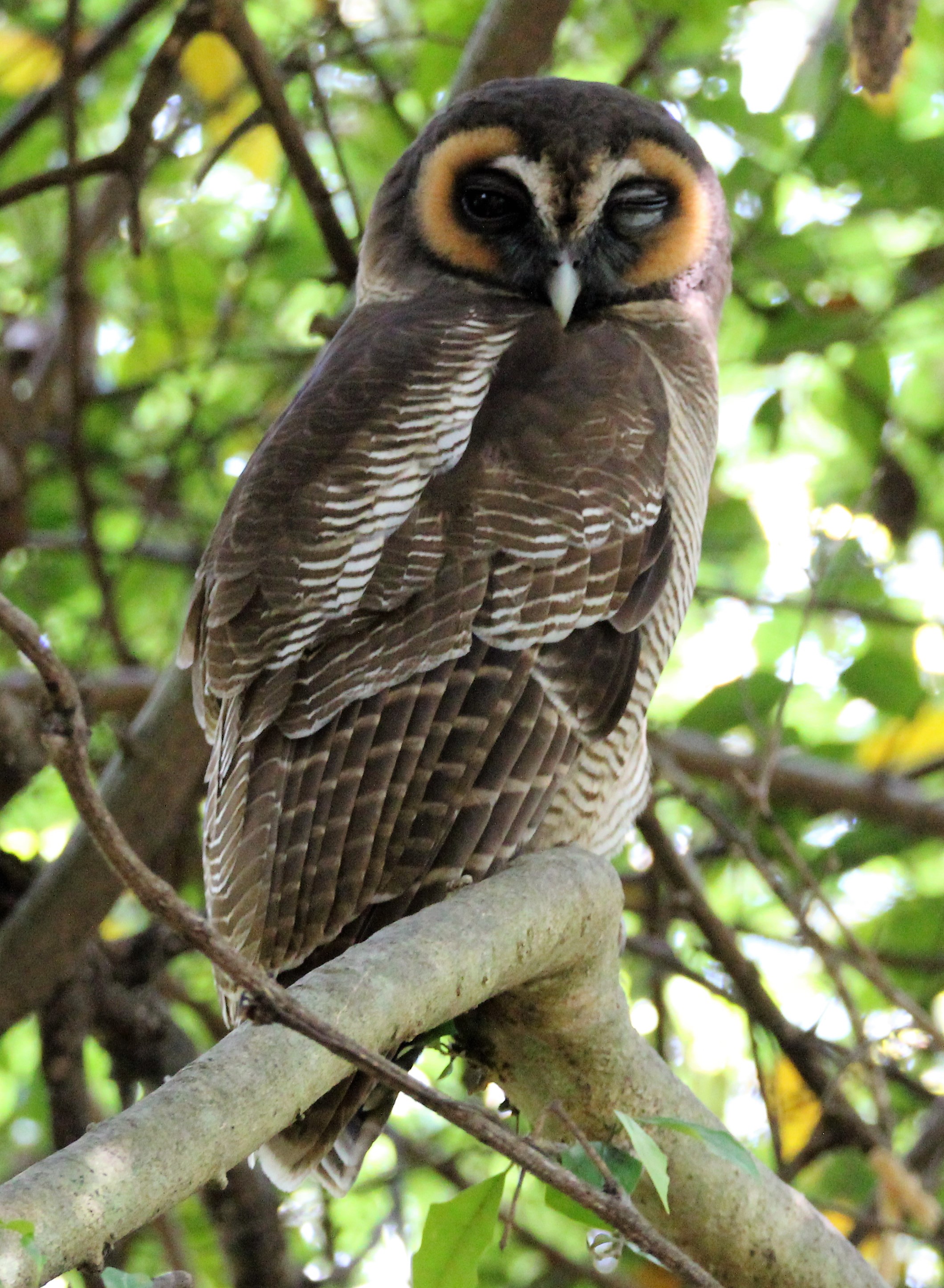 Details Brown Wood Owl BirdGuides