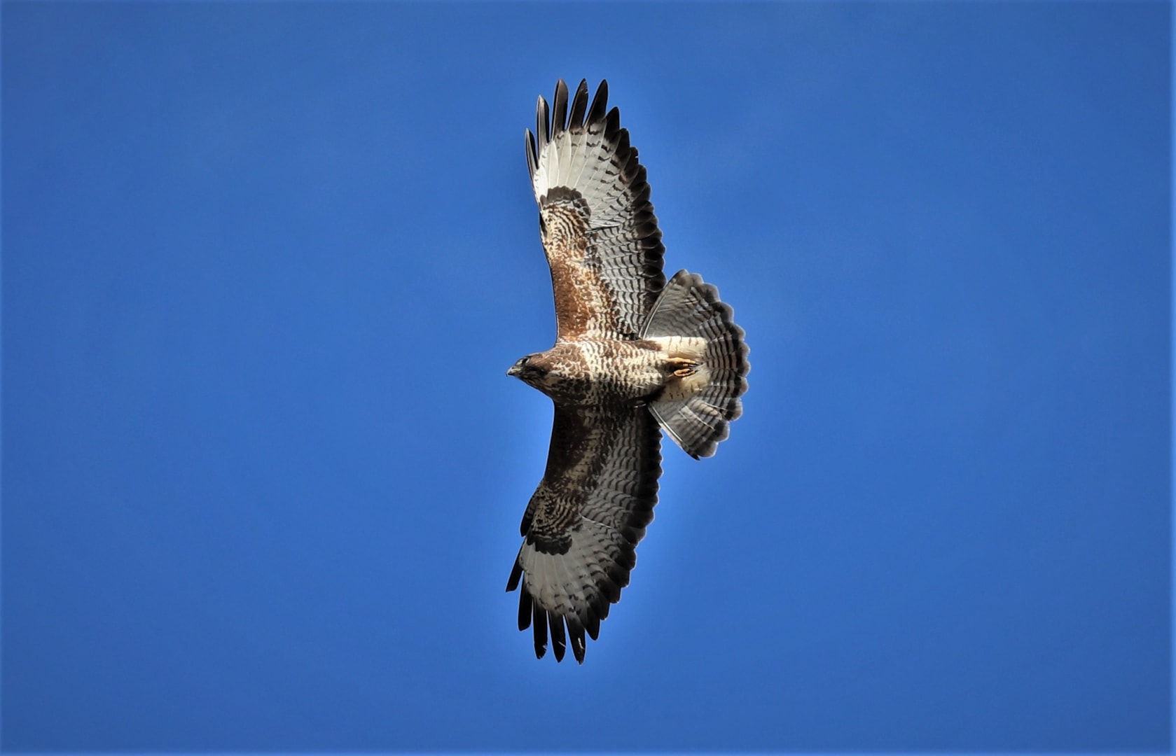 Common Buzzard by PETER MILES - BirdGuides Buteo Buteo