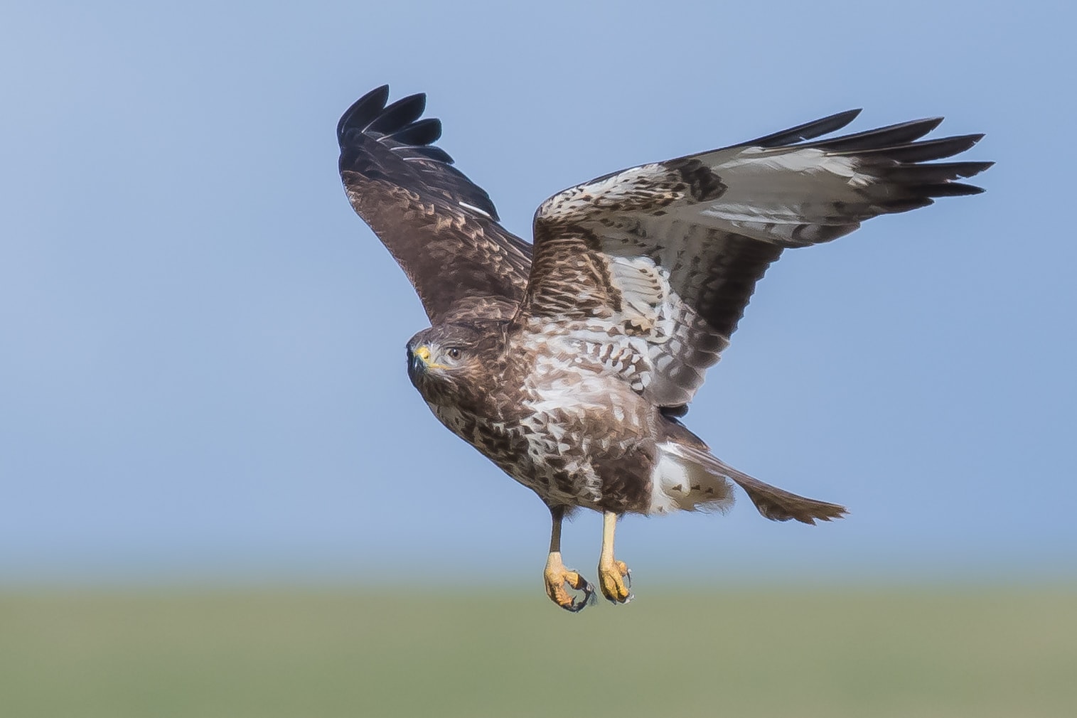 Common Buzzard by J G Snowball BirdGuides