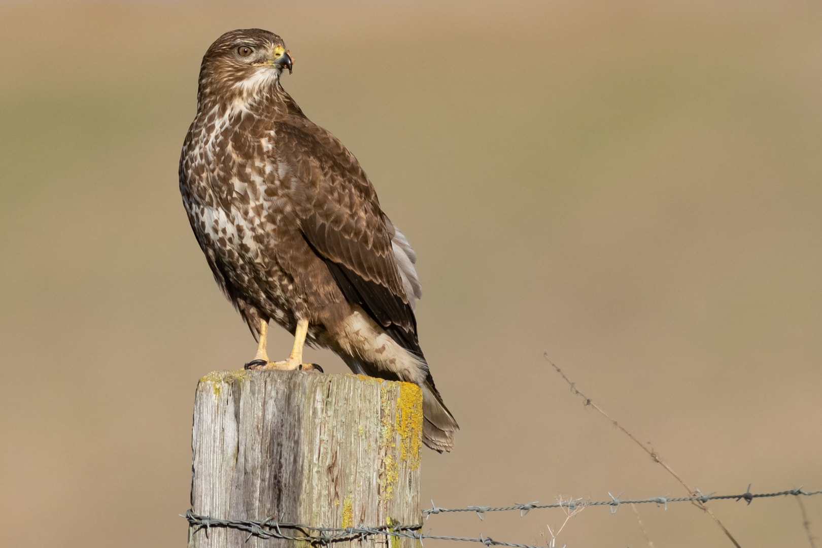 Common Buzzard by Geoff Snowball BirdGuides