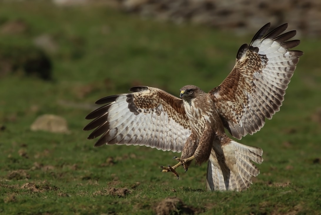 Common Buzzard by Colin Harvey BirdGuides