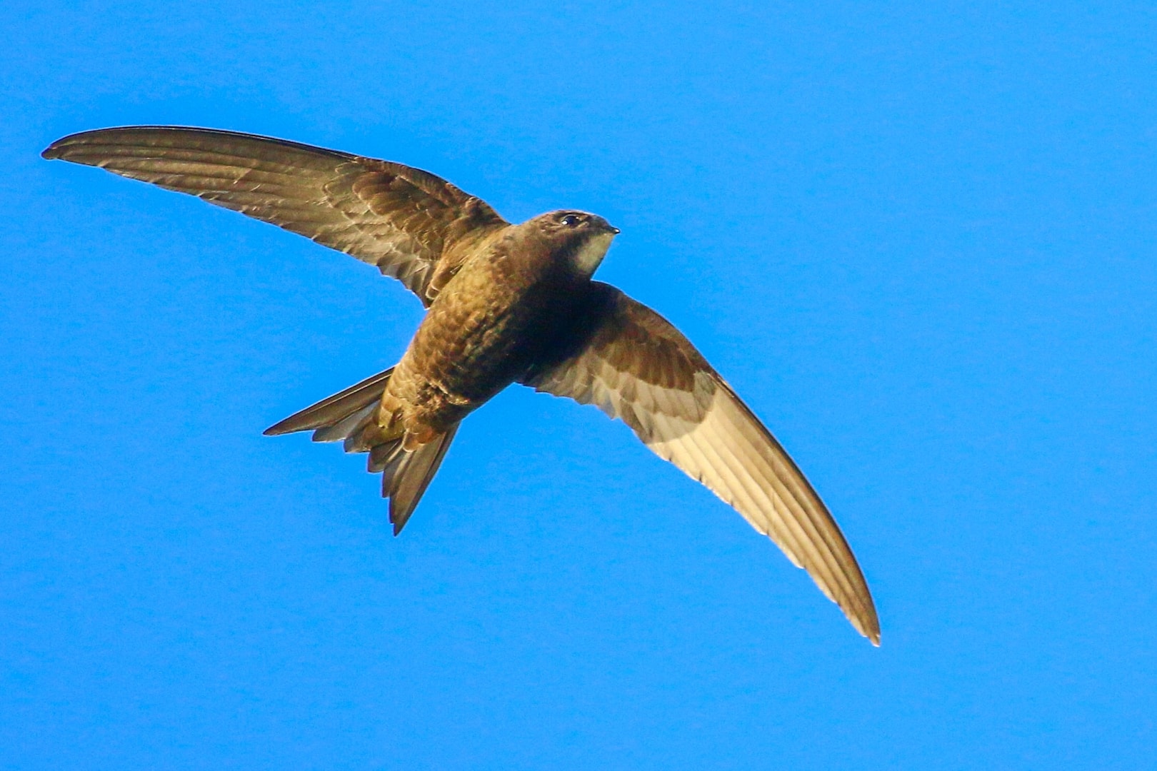 Common Swift by Ian Dickey - BirdGuides