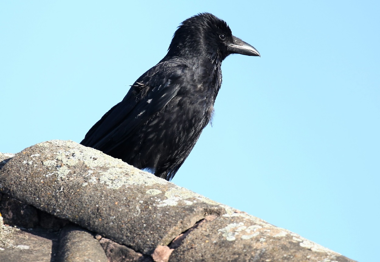 carrion crow carrion crow