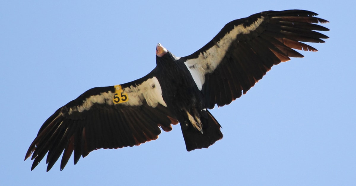 Wind power company vows to help save California Condor - Vimarsana News