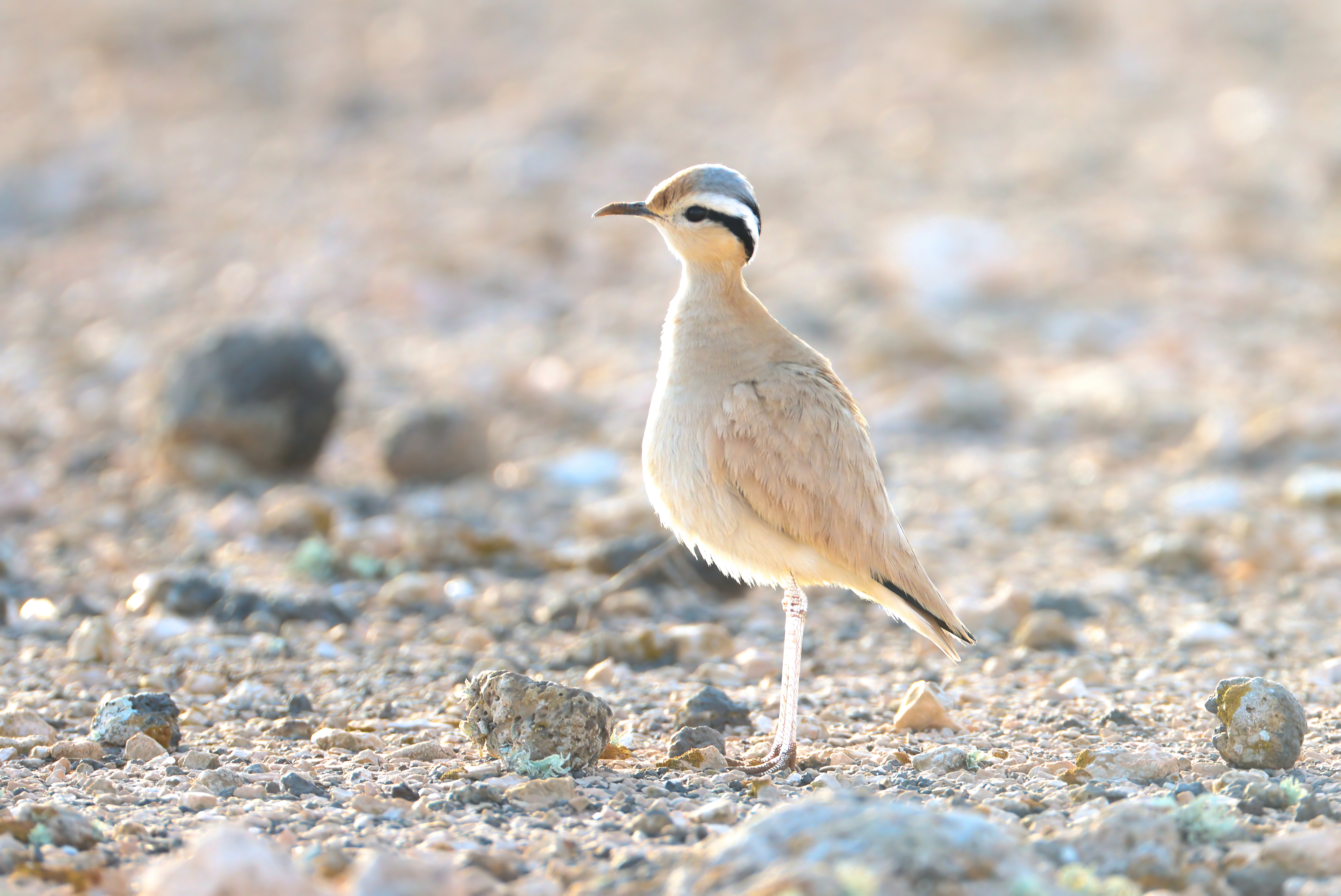 Details : Cream coloured Courser BirdGuides