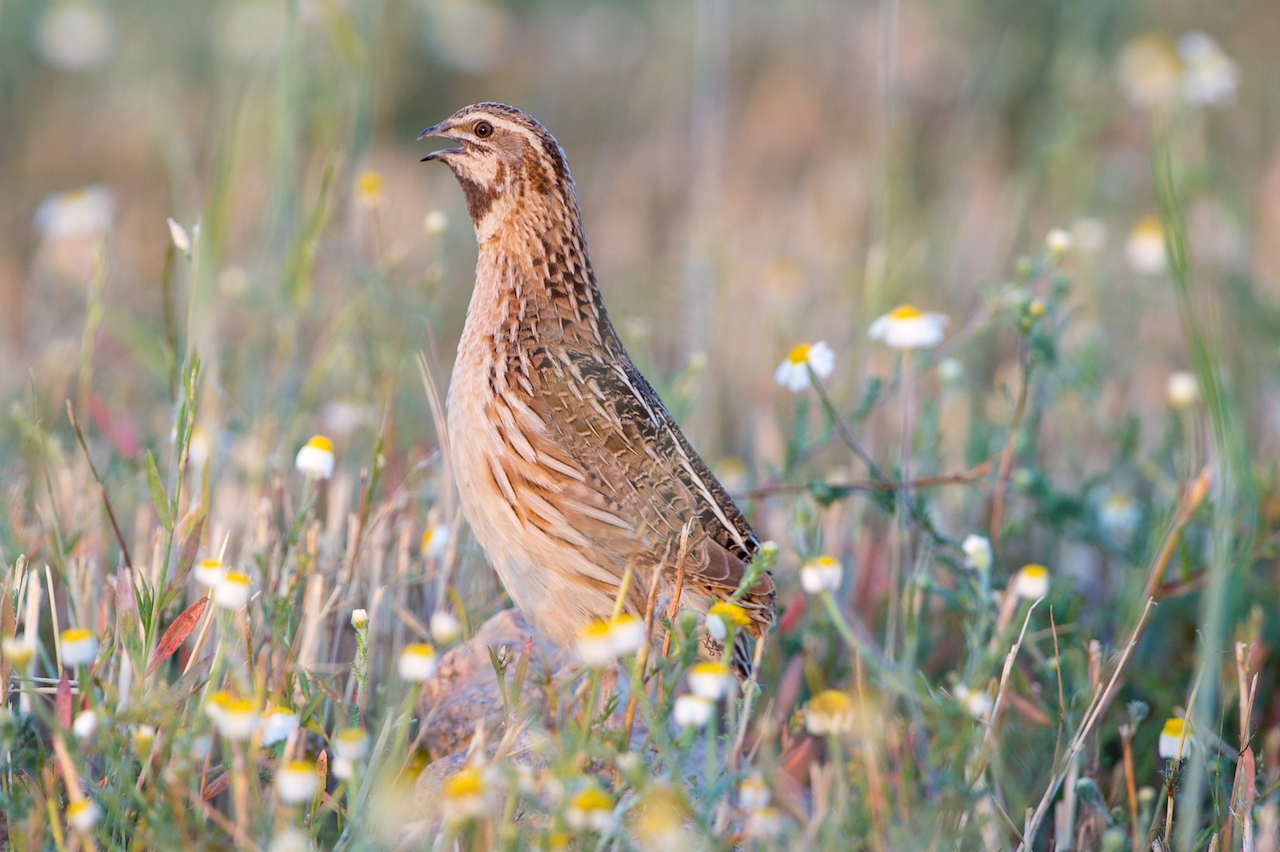 common quail common quail