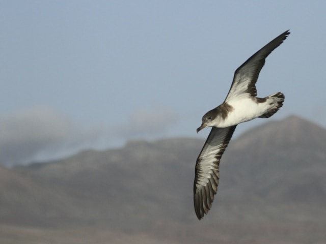 Cape Verde Shearwater Ben Mines Cape Verde Shearwater Ben Mines