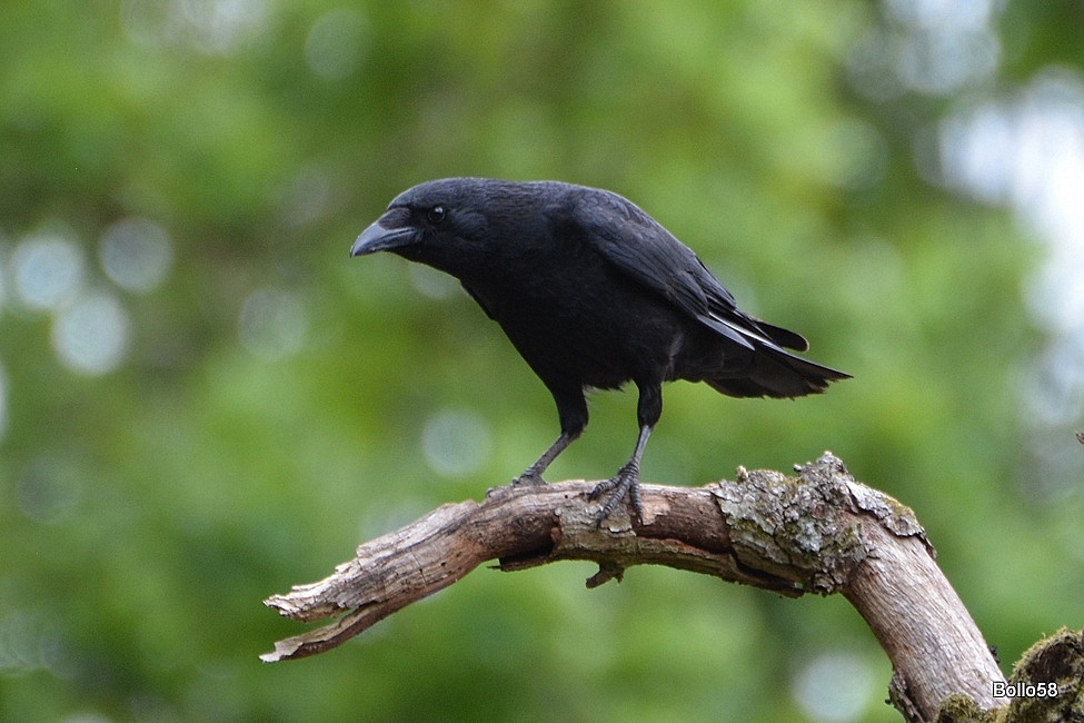 carrion bird
