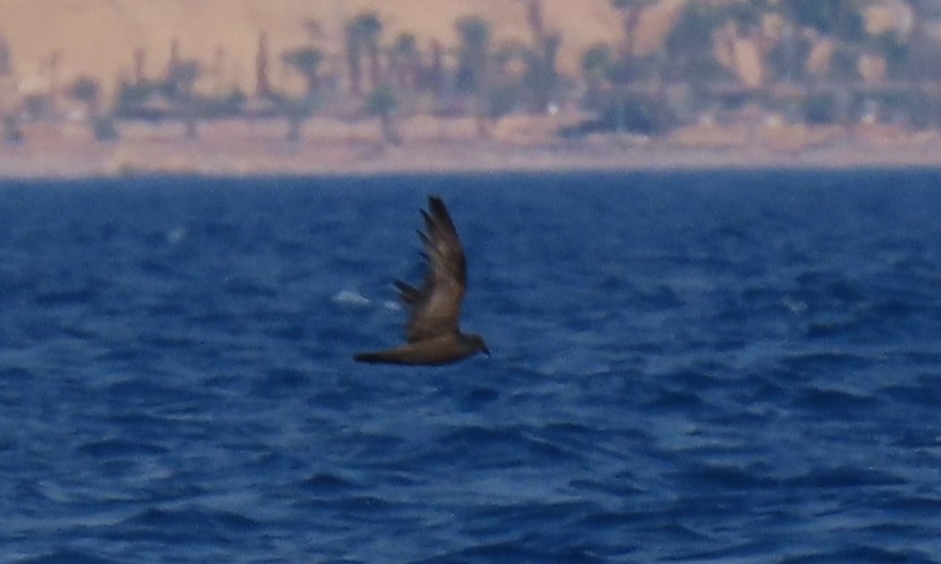 Matsudaira's Storm Petrel: a Western Palearctic first? - Vimarsana News