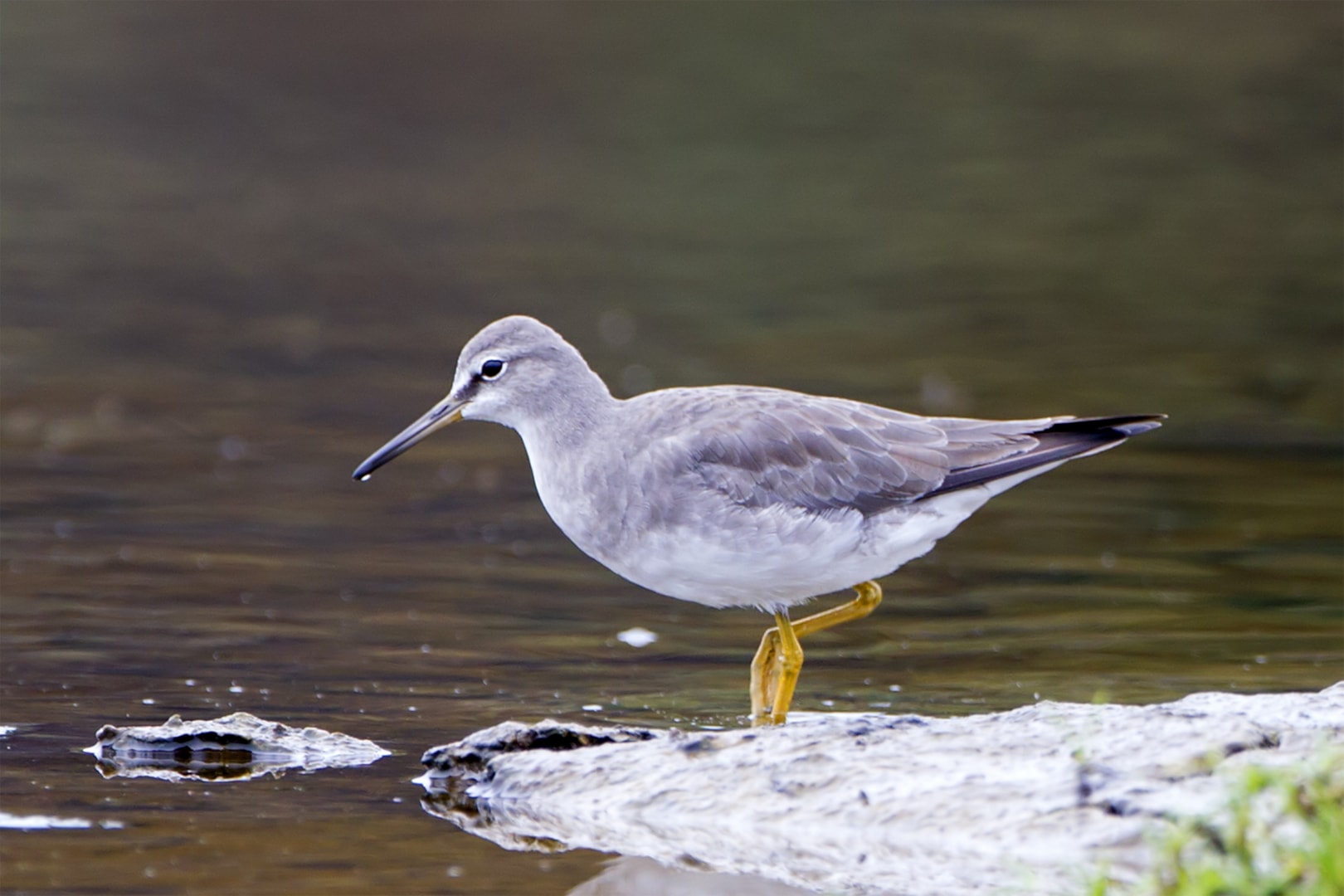 Greytailed Tattler by Daniel Mauras BirdGuides