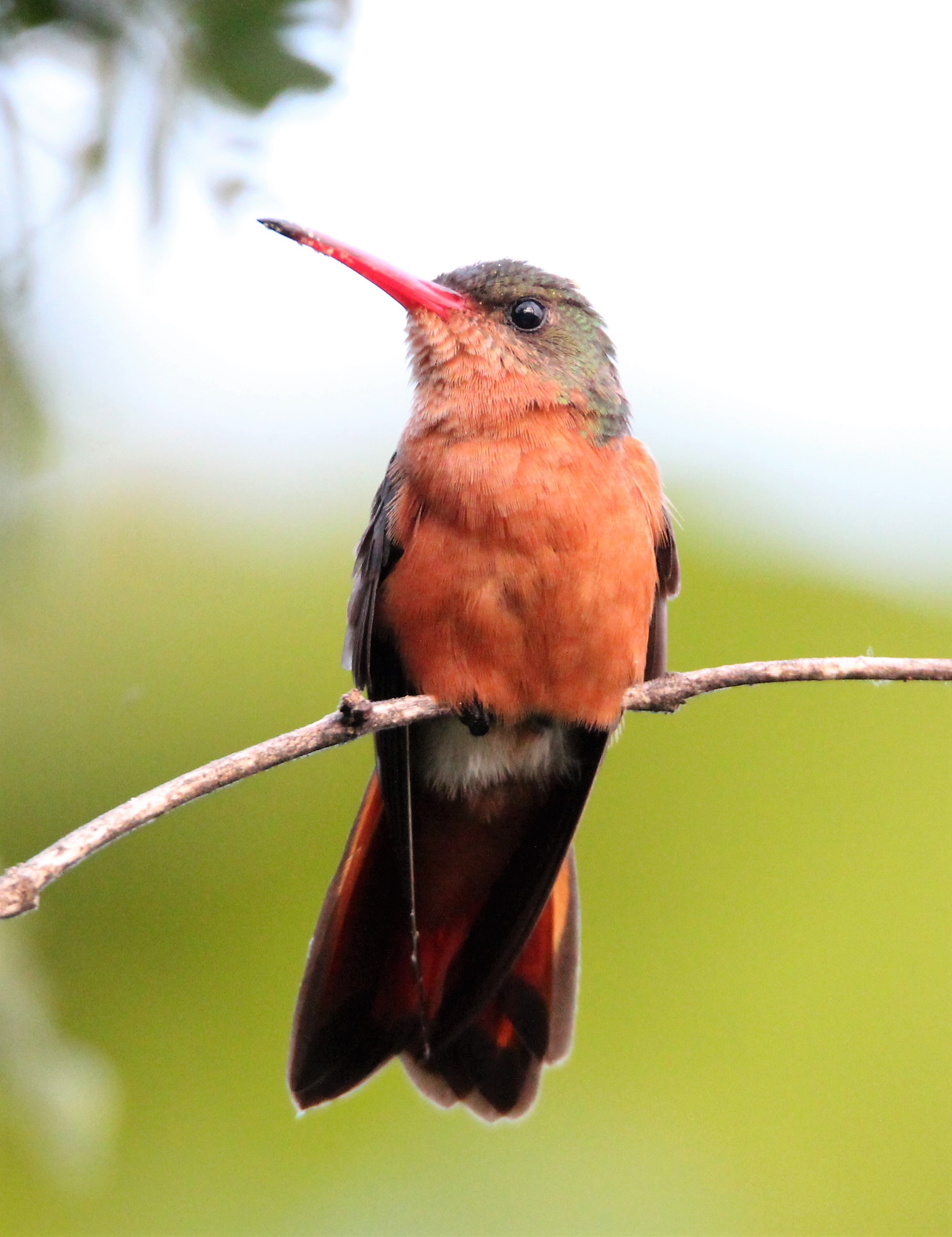 Details Cinnamon Hummingbird BirdGuides