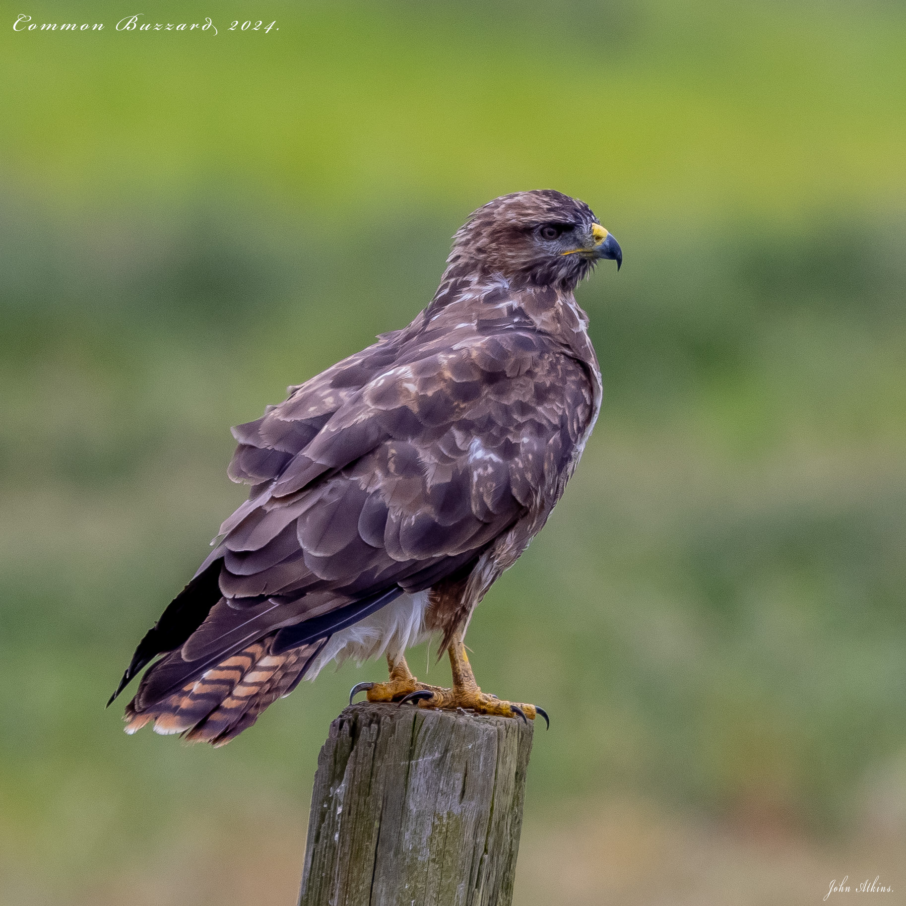 Common Buzzard by John Atkins BirdGuides