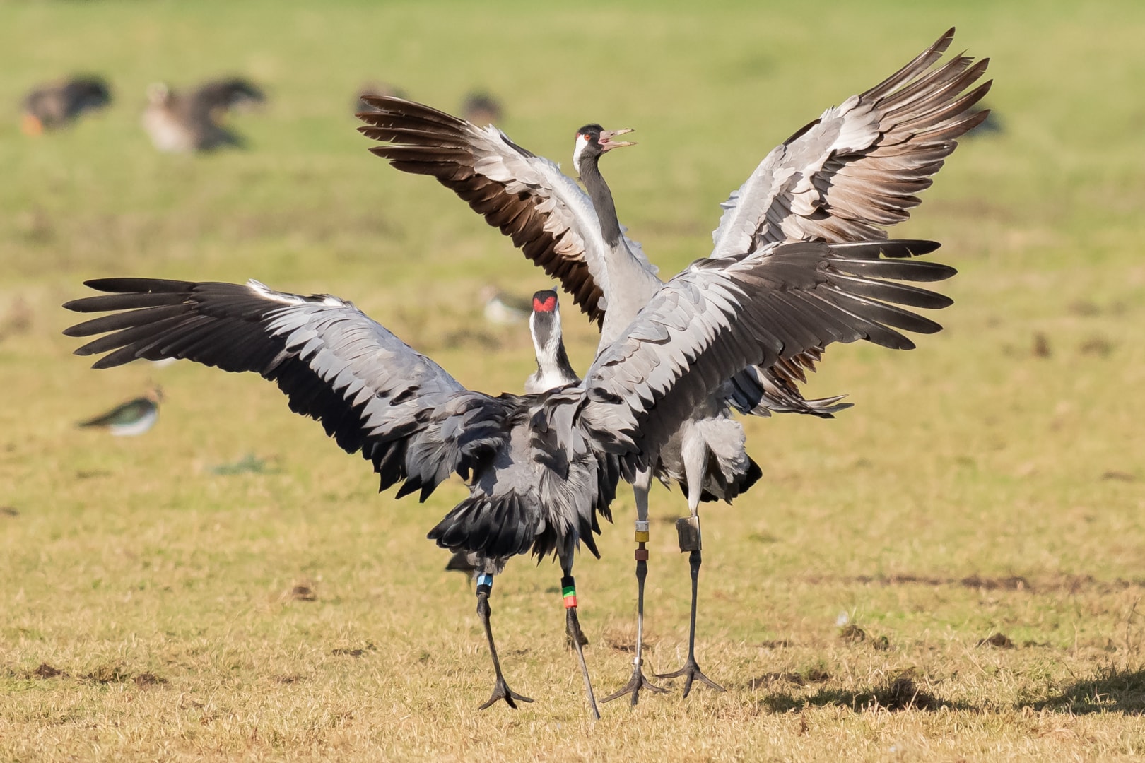 Cranes Birds