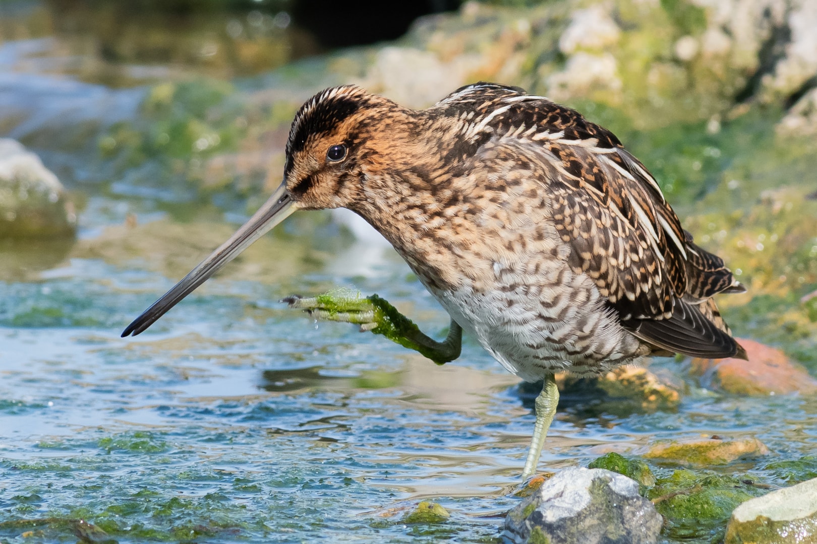 Common Snipe by Geoff Snowball - BirdGuides