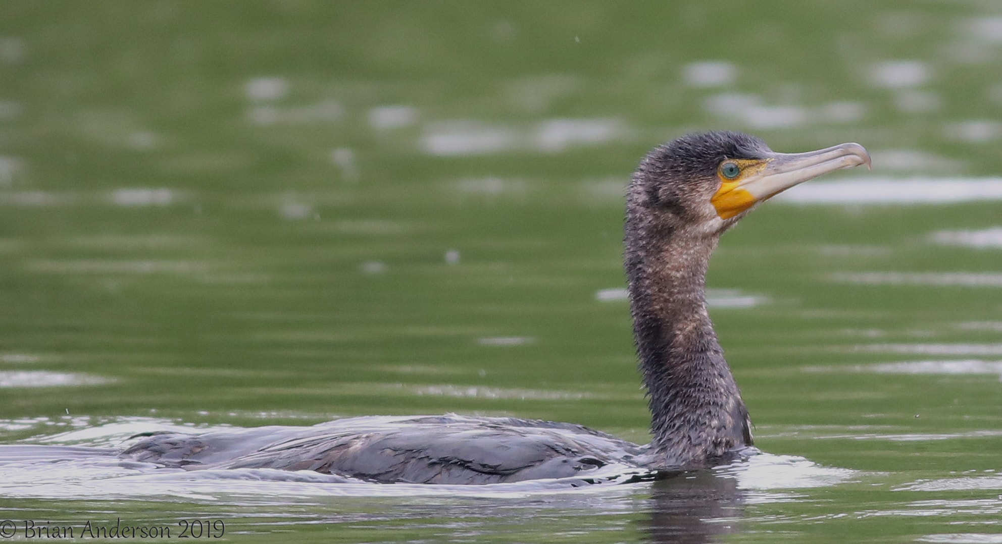 Great Cormorant by Brian Anderson BirdGuides