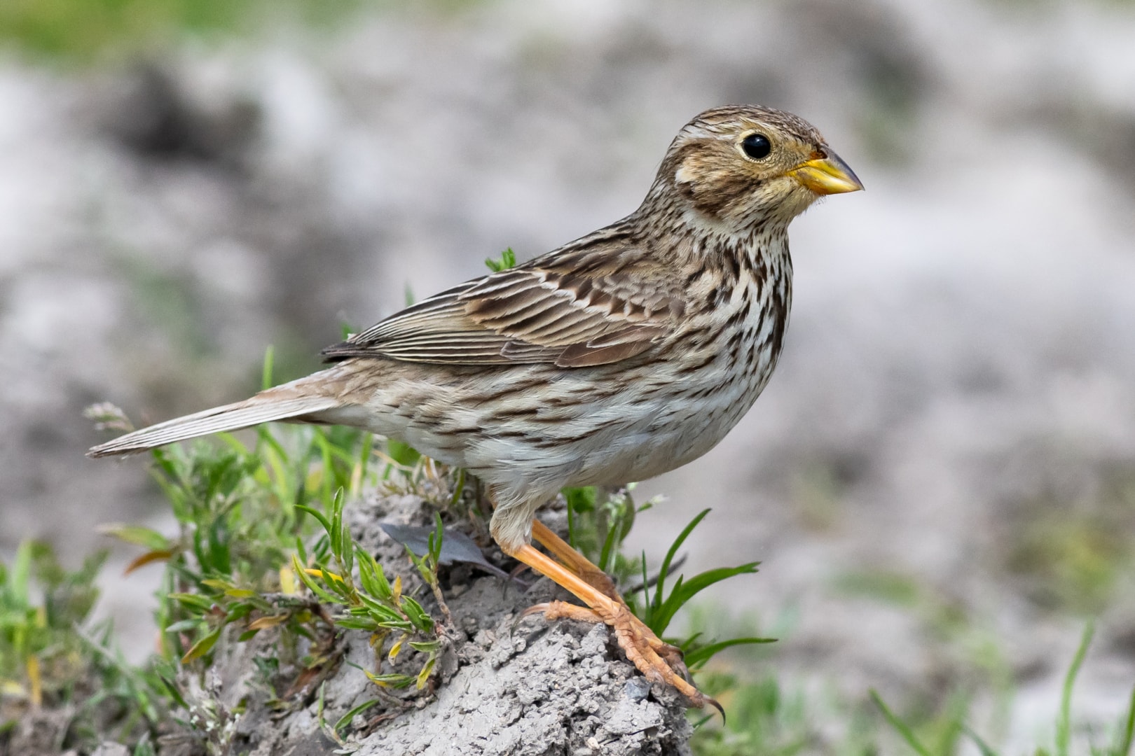 Corn Bunting by Geoff Snowball BirdGuides