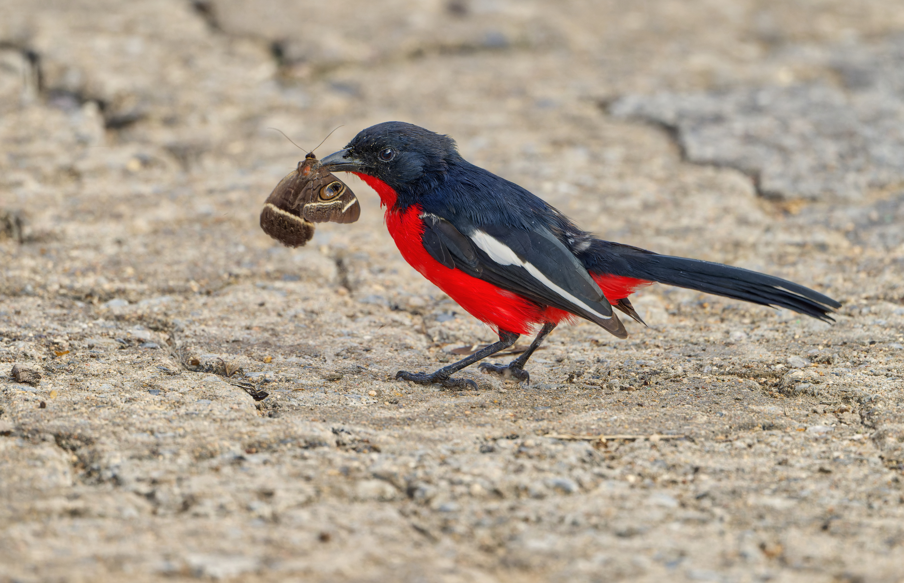 Details : Crimson-breasted Shrike - BirdGuides