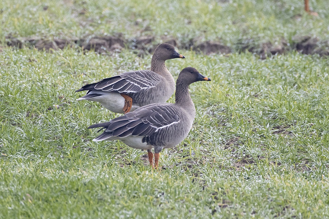 Tundra Bean Goose by Andrew Moon BirdGuides