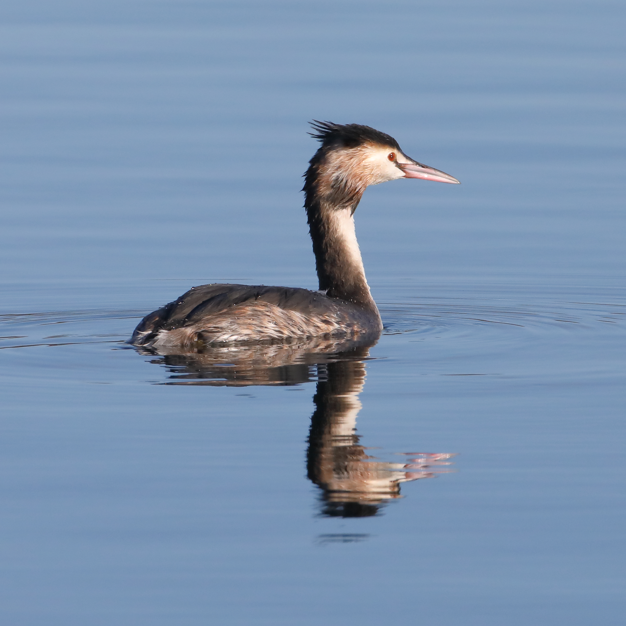 Cotswold Water Park Birdwatching Site Birdguides