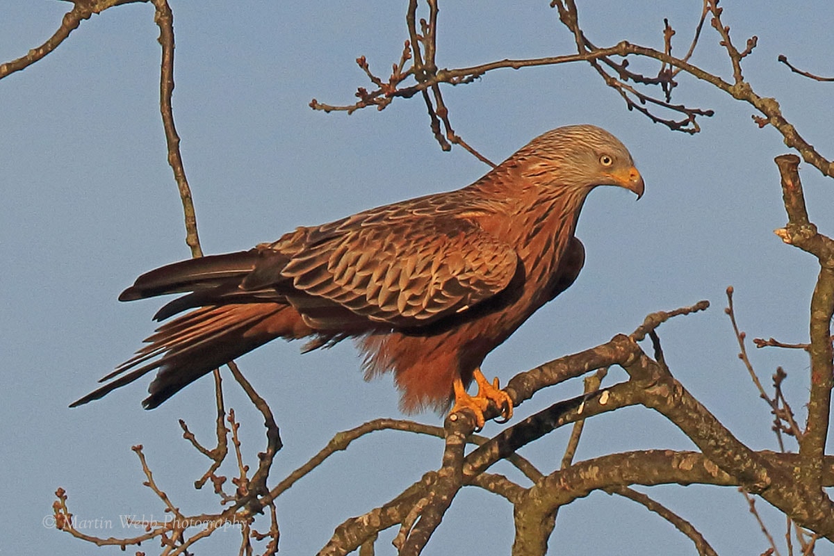 Red Kite by Martin b BirdGuides
