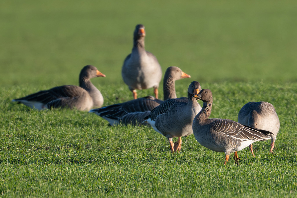Tundra Bean Goose by Ian Curran - BirdGuides