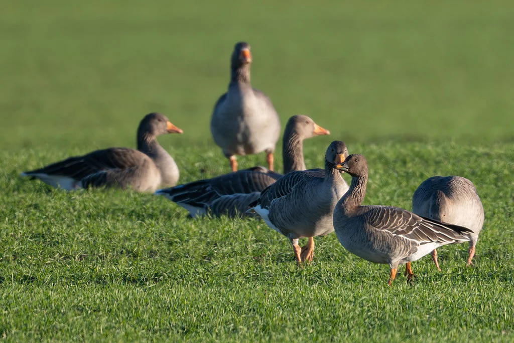 Tundra Bean Goose by Ian Curran - BirdGuides